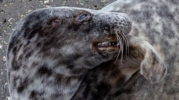 Dierenfotografie - Grijze zeehond close-up... van Bert v.d. Kraats Fotografie