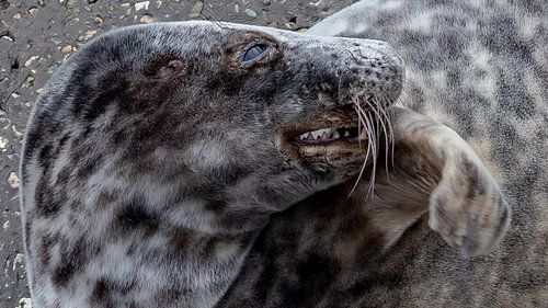 Dierenfotografie - Grijze zeehond close-up...