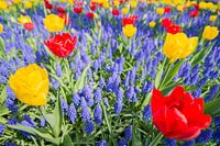 Red and yellow tulips