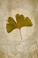 Ginkgo. Japandi. De base.