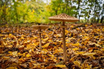 Zicht op paddenstoelen in een holle boom van Andreas Völkel