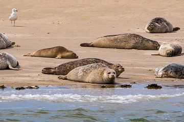 Seals in the Wadden Sea by Merijn Loch