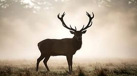 Tableau mural « Cerf majestueux dans la brume », photographie animalière en forêt brumeuse