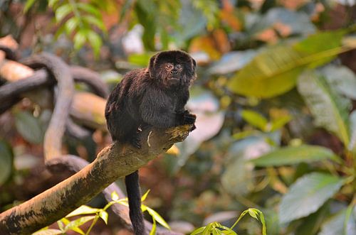 Goeldi Marmoset