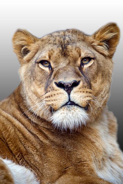 Leeuwin by Edwin Butter