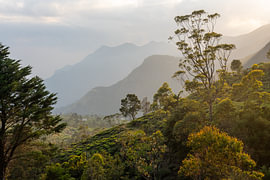 Collines de thé du Sri Lanka à contre-jour