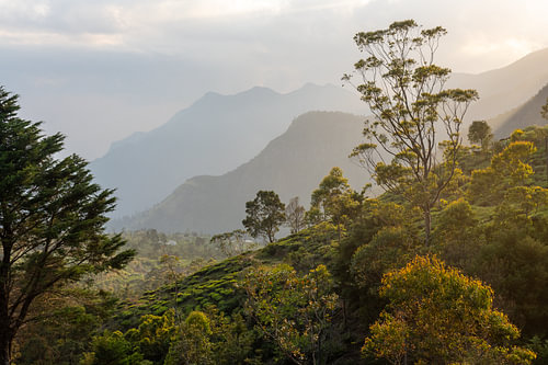 Sri Lankan tea hills in backlight