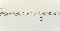 ontbijt aan zee by Bart Hardorff thumbnail
