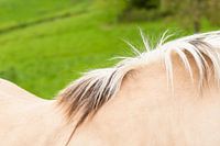 Abstracte foto van paarden rug en manen