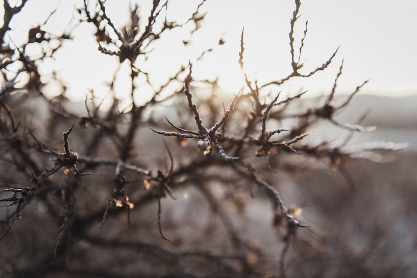 Photo d'hiver par Sanne Dost