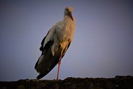 Frau Stork (2) von Michael van Eijk