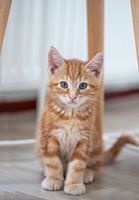 chaton rouge