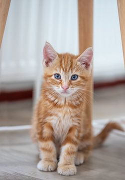 red kitten by marloes voogsgeerd