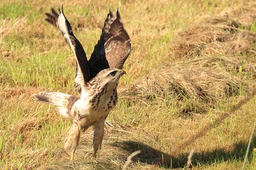 Buizerd