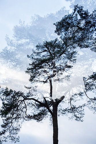 Doppelbildbaum Nr. 3