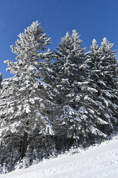 Spruce-and-snow under a blue sky by Claude Laprise