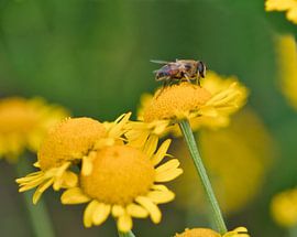Busy bee by Jolanda de Jong-Jansen