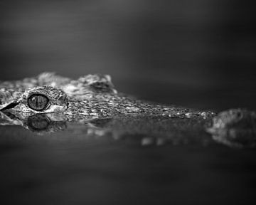 Crocodile avec l'œil juste au-dessus de l'eau en noir et blanc sur Patrick van Bakkum