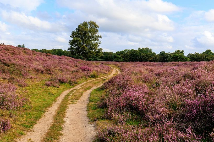 Gasteren - Gasterse duinen - by Antje Verleg-Dijk