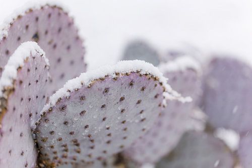 Paarse Prickly Pear cactus in de sneeuw