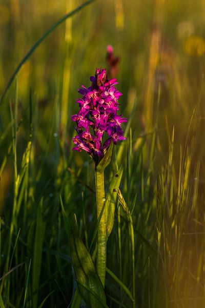 wild orchid by Bart Liesenborgs