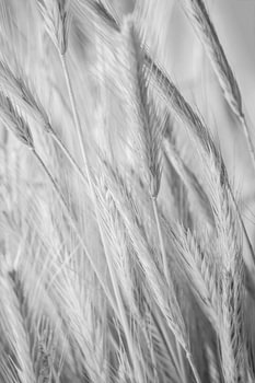 Ripe grain ears in BW