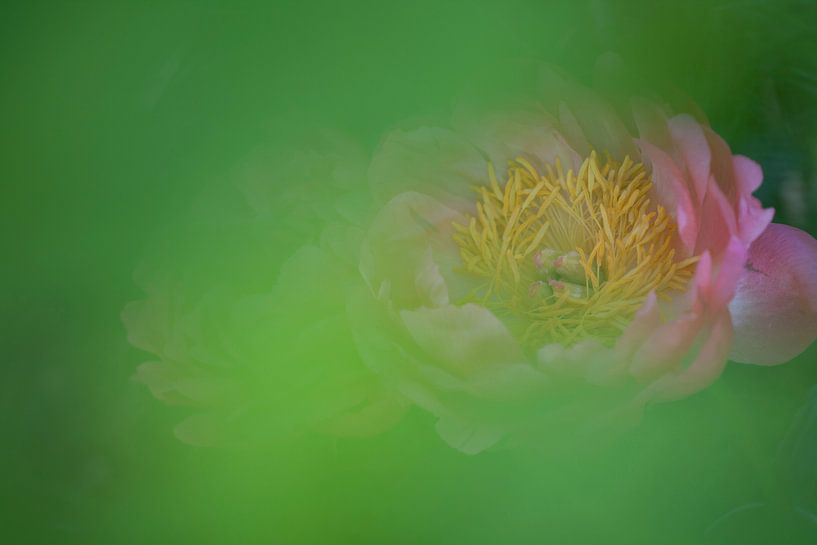 Rosa Pfingstrose in einem grünen Dunst von Tot Kijk Fotografie: natuur aan de muur