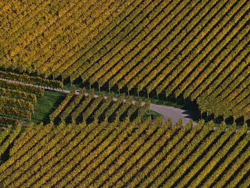 Kruising van een pad op een wijngaard met evenwijdige gele wijnstokken in de herfst van Timon Schneider