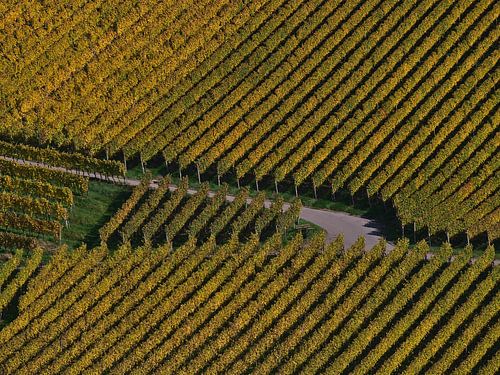 Croisement d'un chemin sur un vignoble avec des vignes jaunes parallèles en automne