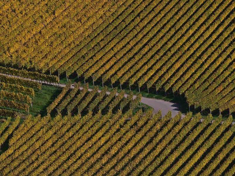 Croisement d'un chemin sur un vignoble avec des vignes jaunes parallèles en automne par Timon Schneider