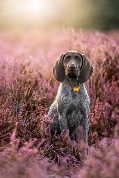Short-haired German pointer puppy in purple heather during summer by Femke Ketelaar
