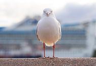 Gull in Sydney Harbour at Circular Quay by Teun Janssen thumbnail