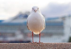 Mouette dans le port de Sydney à Circular Quay sur Teun Janssen