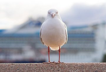 Gull in Sydney Harbour at Circular Quay by Teun Janssen