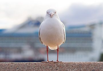 Mouette dans le port de Sydney à Circular Quay sur Teun Janssen