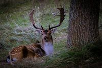 herten in de duinen