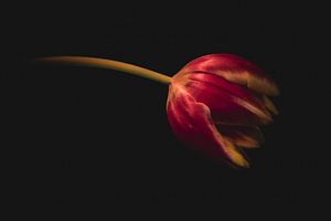 De tulp met de kleuren van vuur.