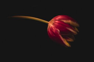 De tulp met de kleuren van vuur. van Robby's fotografie