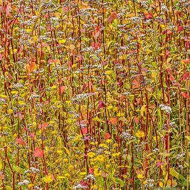 bloemenveld in geel en rood van Hanneke Luit
