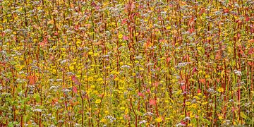 champ de fleurs jaunes et rouges sur Hanneke Luit