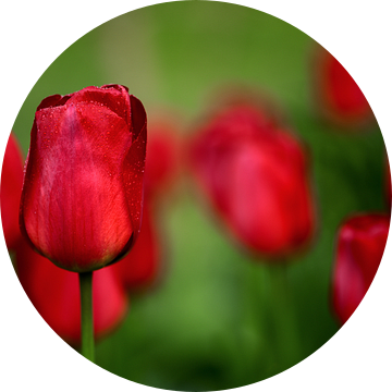 Rode tulpen in het groen van Oliver Lahrem