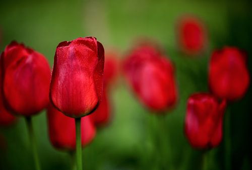 Des tulipes rouges dans la verdure