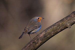 Rotkehlchen schaut auf der Suche nach Nahrung voraus