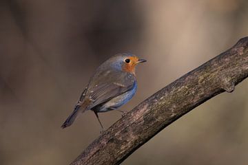 Robin looks ahead in search of food by Evelien van der Horst
