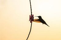 Dance of the Hummingbird Elegant silhouette in the evening light