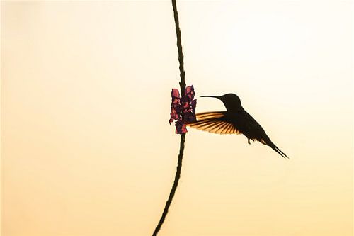 Tanz des Kolibris Elegante Silhouette im Abendlicht