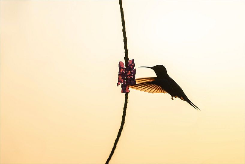 Dance of the Hummingbird Elegant silhouette in the evening light by Femke Ketelaar