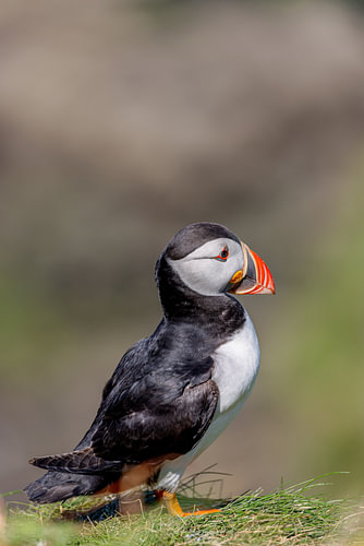 Macareux moine (Fratercula arctica)