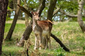 Young deer by Joke Beers-Blom