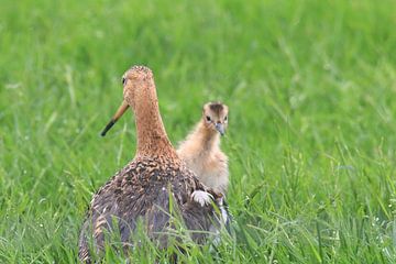 Barge à queue noire avec jeune (Oiseau national) sur Rinnie Wijnstra